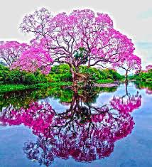 Lapacho rosado